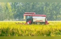 沛县，收稻！1800台农机决战秋收