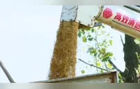 沛县，收稻！1800台农机决战秋收