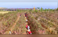 苹果采摘季来啦！快来东毛西毛实现“现摘现炫”的苹果自由