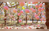 苹果采摘季来啦！快来东毛西毛实现“现摘现炫”的苹果自由