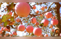 苹果采摘季来啦！快来东毛西毛实现“现摘现炫”的苹果自由