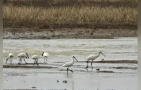 鄱阳湖湿地迎来大量越冬候鸟（图）