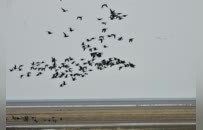 鄱阳湖湿地迎来大量越冬候鸟（图）