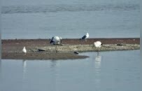鄱阳湖湿地迎来大量越冬候鸟（图）