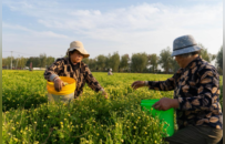 从“菊花香”变“金名片”！睢宁岚山镇力促中草药产业富民增收