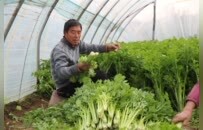 菜价走高 如何稳住“菜篮子”