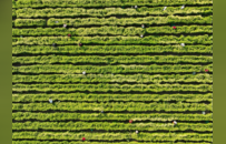 从“菊花香”变“金名片”！睢宁岚山镇力促中草药产业富民增收