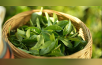 在平乐，时间是用盖碗量的：央视镜头下的茶马古道与慢生活哲学