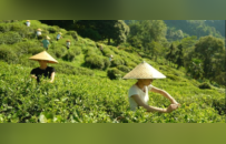 在平乐，时间是用盖碗量的：央视镜头下的茶马古道与慢生活哲学