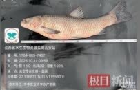 珍稀濒危鱼类“鳤鱼”和大规格四大家鱼频现赣江水域