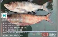 珍稀濒危鱼类“鳤鱼”和大规格四大家鱼频现赣江水域