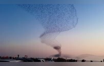 山东东营黄河口成“鸟类国际机场”，网友拍下“鸟浪化鲲”直呼“太震撼”