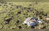 鄱阳湖湿地有人投有毒谷物杀鸟？志愿者发现上百处毒饵投放点及鸟类尸体，警方介入