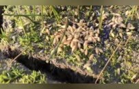 鄱阳湖湿地有人投有毒谷物杀鸟？志愿者发现上百处毒饵投放点及鸟类尸体，警方介入