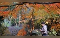 九江南湖公园：鸡爪槭与银杏共绘冬日浪漫画卷（图）