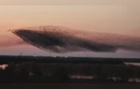 山东东营黄河口成“鸟类国际机场”，网友拍下“鸟浪化鲲”直呼“太震撼”