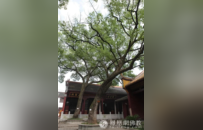 述春秋、交高僧、创学派：湖湘学派奠基人胡安国与南岳的佛教因缘