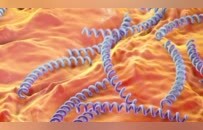 日本飙升的梅毒，到底是什么毒？