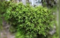 新记录的苔藓类群，如何破译江西生态持续向好微观密码？