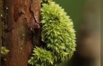 新记录的苔藓类群，如何破译江西生态持续向好微观密码？