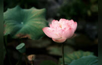 净因法师与他的“维港莲境”：一首诗，一生缘，一座寺的莲花梦