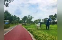 “马”上出发，去河南！