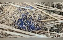 上百只鸟被毒杀，鄱阳湖发生了什么