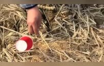 博主曝光鄱阳湖湿地被投毒：现场发现数十只鸟类尸体