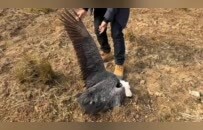 上百只鸟被毒杀，鄱阳湖发生了什么