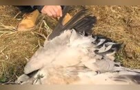 博主曝光鄱阳湖湿地被投毒：现场发现数十只鸟类尸体