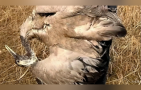 上百只鸟被毒杀，鄱阳湖发生了什么