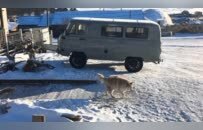 “贝加尔湖车辆侧翻事故”目击者：刚出村就侧翻，这类车被称“小钢炮”，冰面行驶速度快