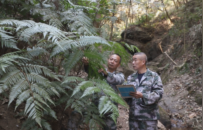 江西安远发现大面积“植物活化石”金毛狗蕨天然种群