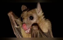 印度尼帕病毒爆发，死亡率极高，会波及中国么？