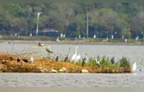海鸥：徐州真好，明年还来