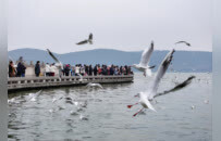 海鸥：徐州真好，明年还来