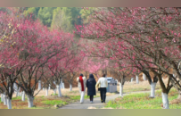 南昌梅花盛开引客来！这份赏梅地图请收好