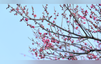 南昌梅花盛开引客来！这份赏梅地图请收好