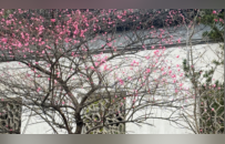 南昌梅花盛开引客来！这份赏梅地图请收好