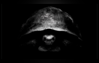 一张黑白乌龟照，让世界首富马斯克破防了？贝索斯这招“阴阳怪气”才是顶级商战