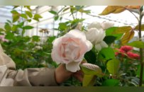 撒贝宁口中“如花似玉的二舅”，原来是她种的