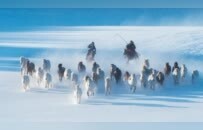 没见过雪的南方人，都在内蒙这里玩疯了