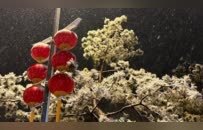 北京下雪了，一波雪景图送给早起的你