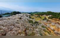 九江濂溪区：樱桃花盛 春满乡野（图）