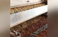 万安育秧“机器人”上线！一天产量可供800亩地使用