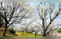 九江濂溪区：樱桃花盛 春满乡野（图）