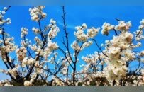 九江濂溪区：樱桃花盛 春满乡野（图）