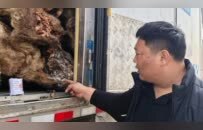 27吨冻牛头牛蹄跨省运输后部分发霉，冻库、冷链车送检样品均超标，多部门介入