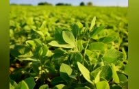 “黑土优品”又来啦！4 月 3 日羊城启幕！黑龙江携千亿级农业品牌集群赴穗招商