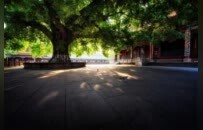 康熙笔下的“春光共郁葱”，在昭觉寺苏醒了丨厦门云游寺院摄影展